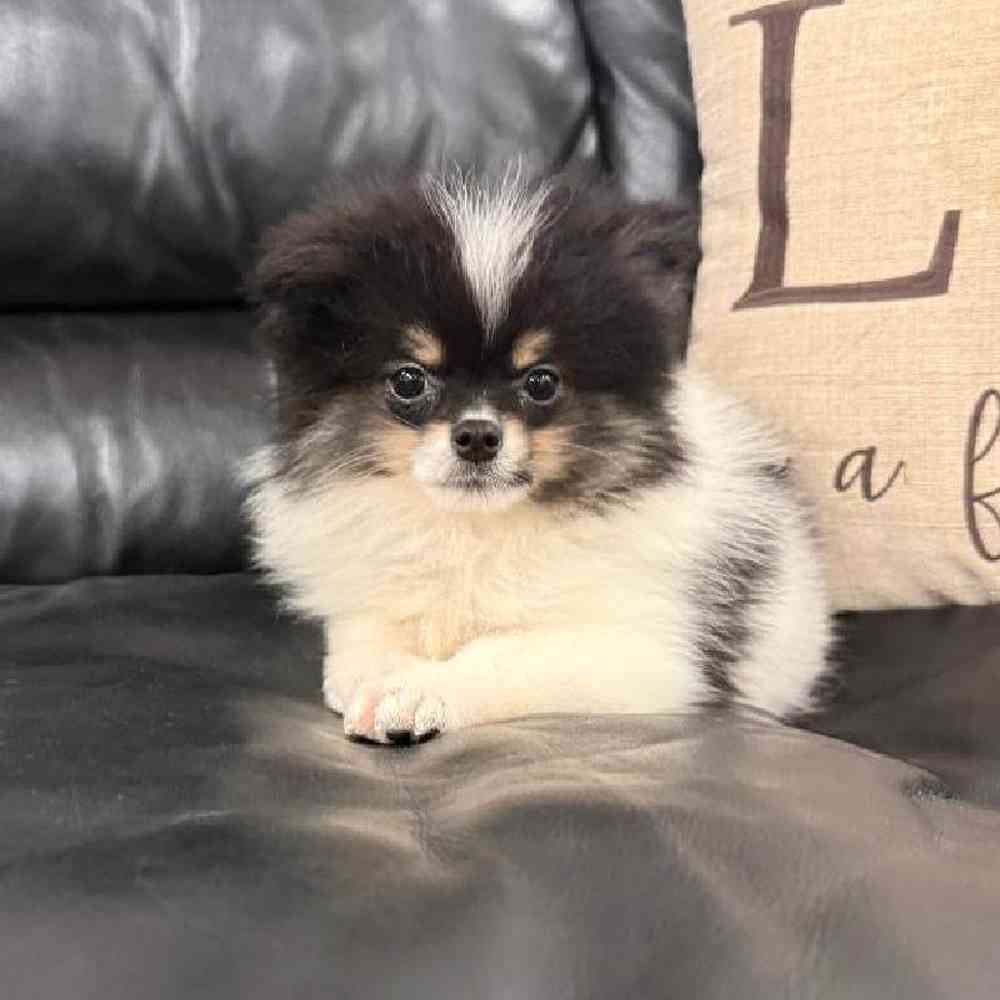 carousel pet images