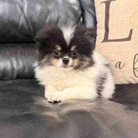 Pomeranian