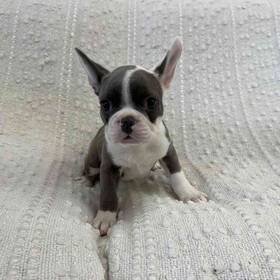 Frenchton