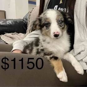 Mini Aussie Mix