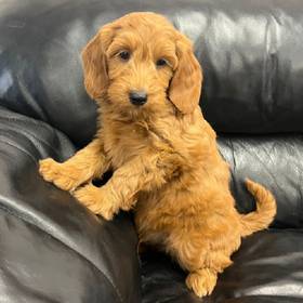 Mini Goldendoodle