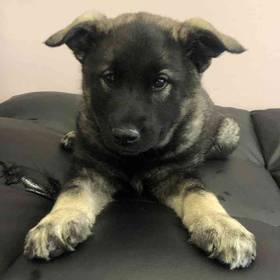 Norwegian Elkhound