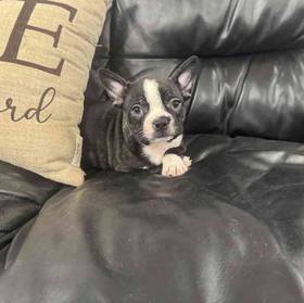 Frenchton