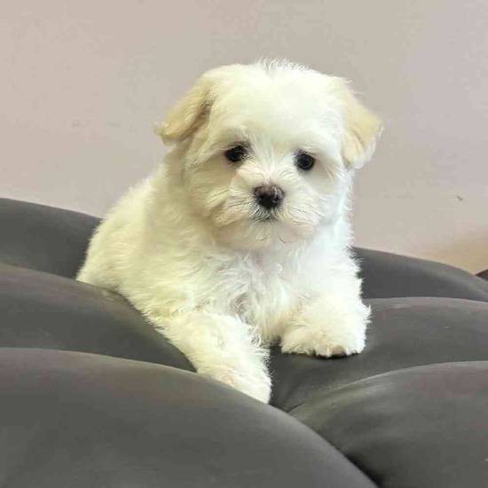 Maltese