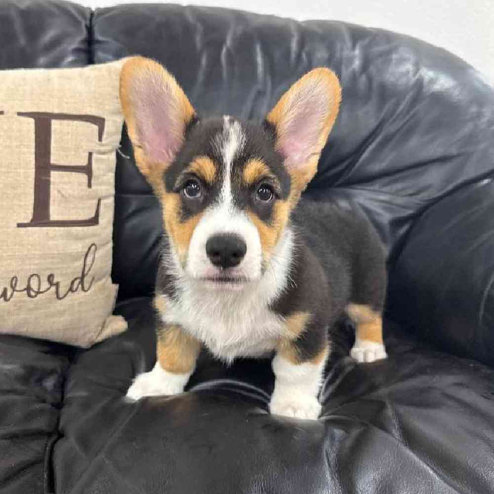 carousel pet images