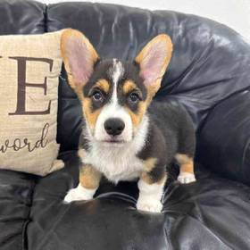 Pembroke Welsh Corgi