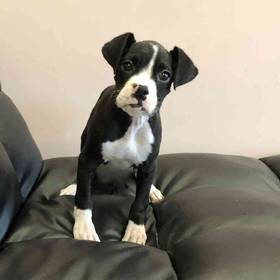 Boxer