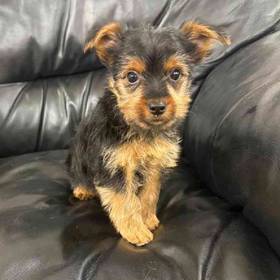 Yorkie