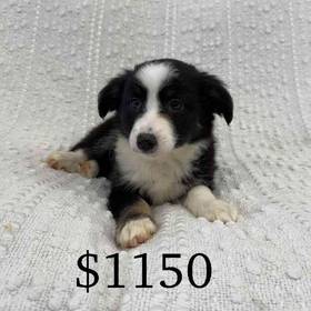 Mini Aussie Mix