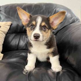 Pembroke Welsh Corgi