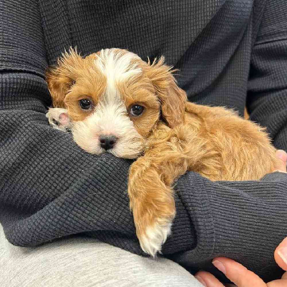 Image of a pet breed in the gallery