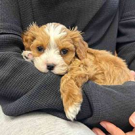 Cavapoo