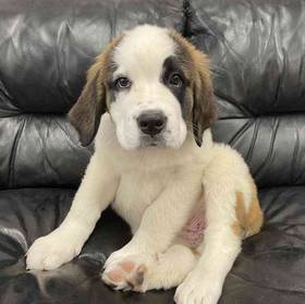 Saint Bernard