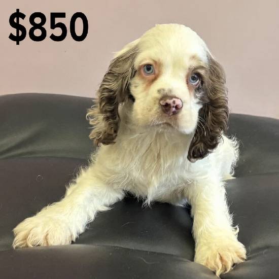 Cocker Spaniel