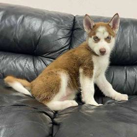 Husky