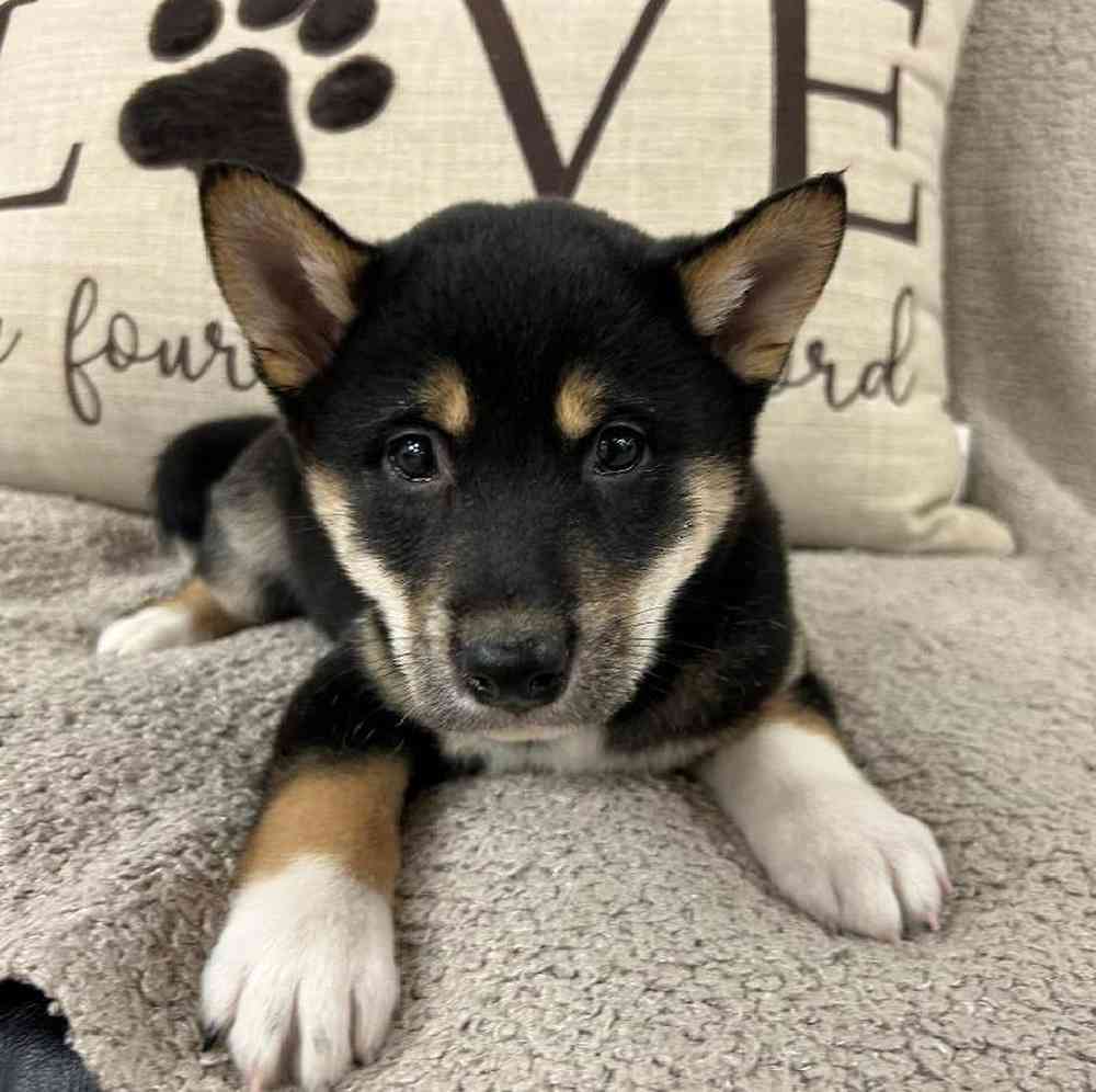 Image of a pet breed in the gallery