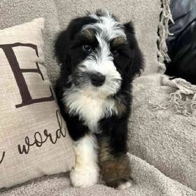 Mini Bernedoodle