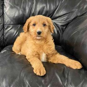 Goldendoodle