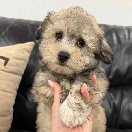 Havanese