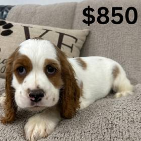 Cocker Spaniel