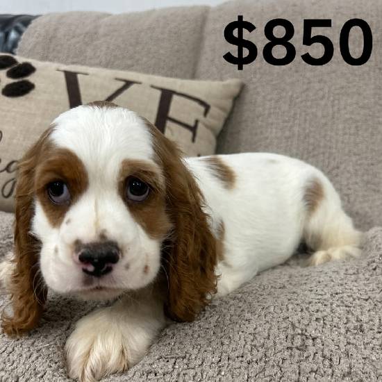 Cocker Spaniel