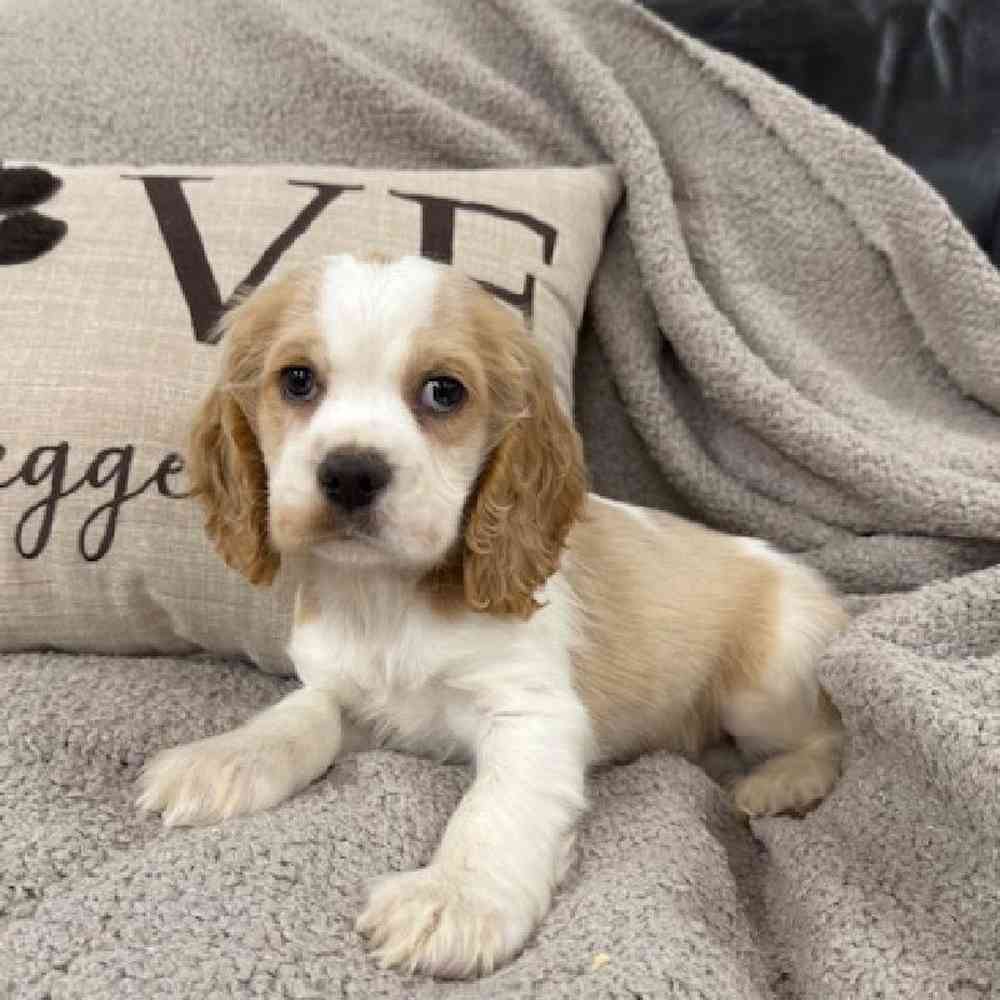 Image of a pet breed in the gallery