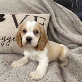 Cocker Spaniel
