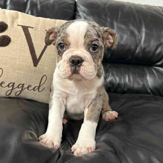 Bulldog Mix
