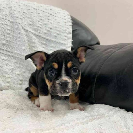 Bulldog Mix