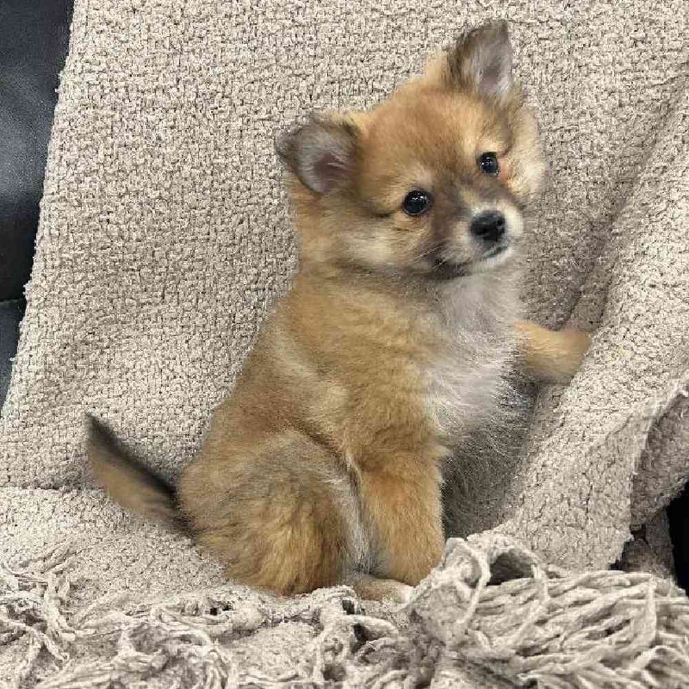 carousel pet images