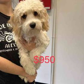 Cavachon