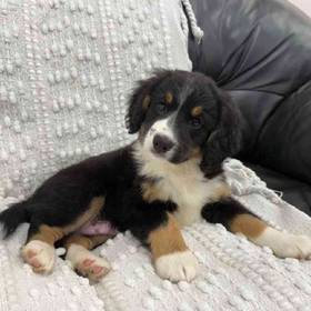 Mini Bernedoodle