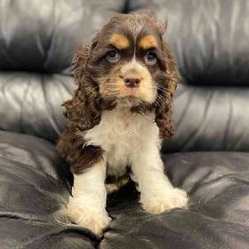 Cocker Spaniel