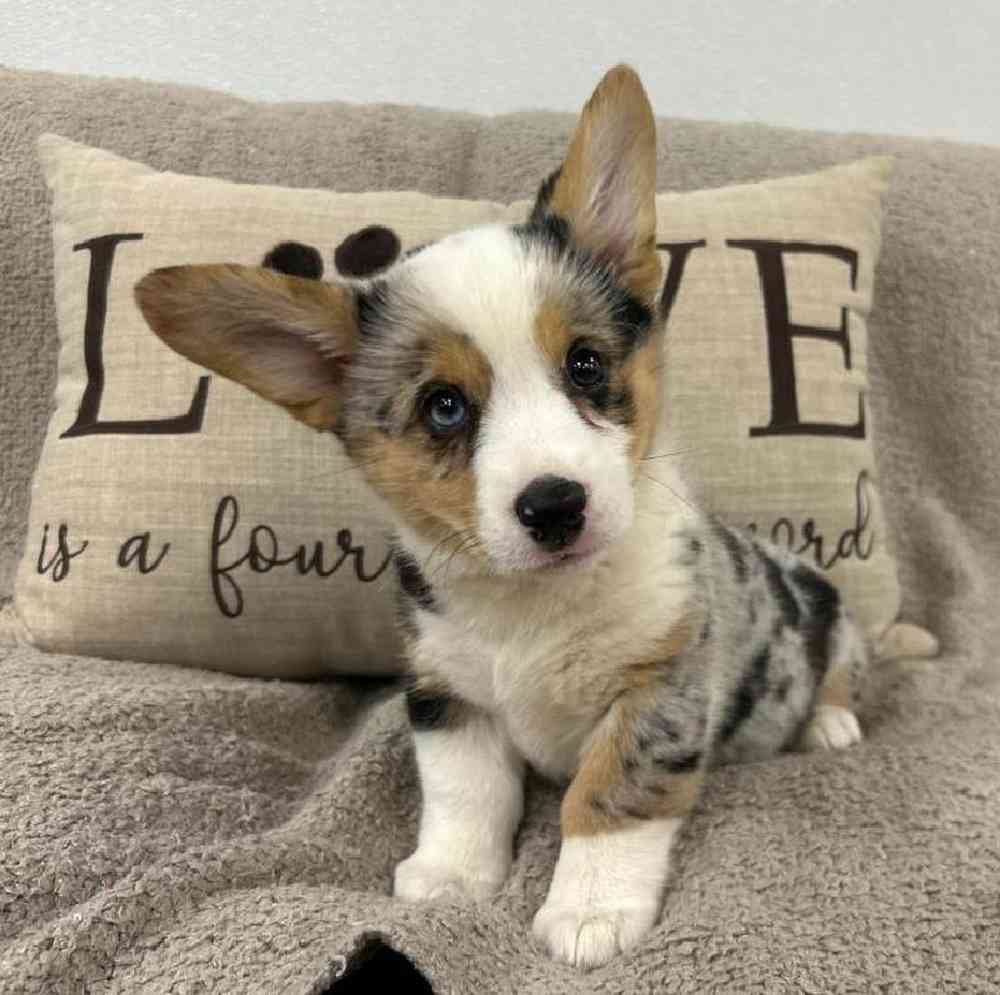 carousel pet images