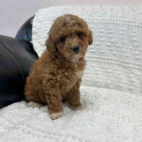 Cavapoo