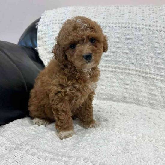 Cavapoo