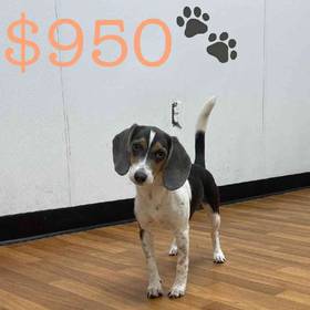 Beagle