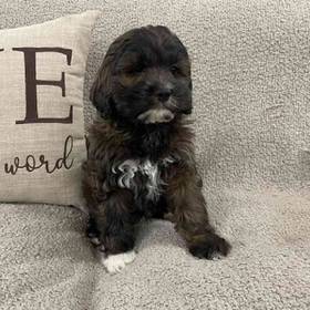 Cocker- Poo