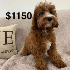 Cavapoo