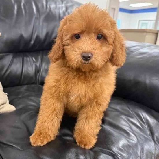 Mini Goldendoodle