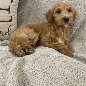 Goldendoodle