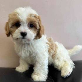 Cavachon