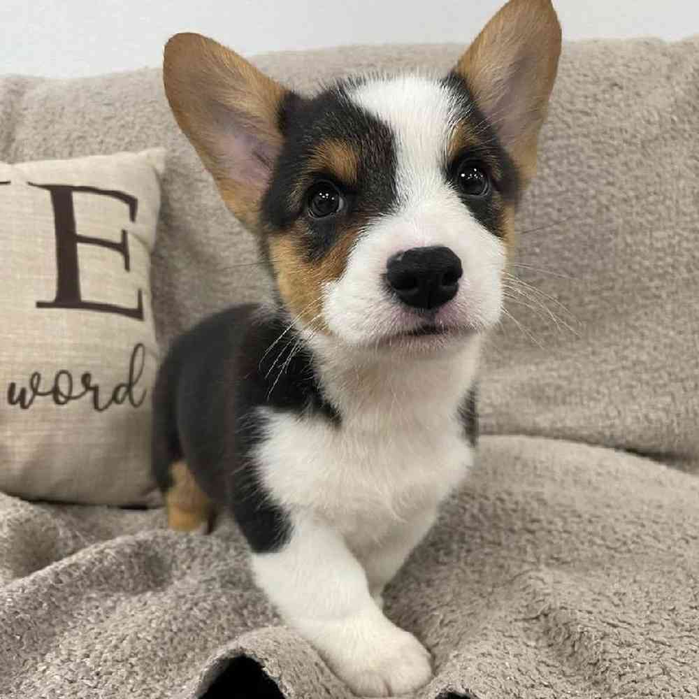 Image of a pet breed in the gallery