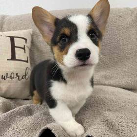 Pembroke Welsh Corgi