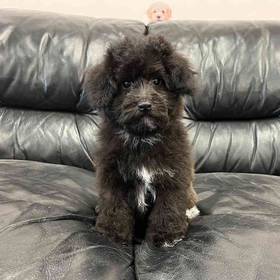 Bichon-Poo
