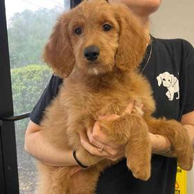 Goldendoodle