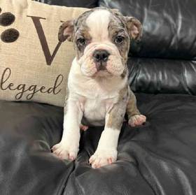 Bulldog Mix