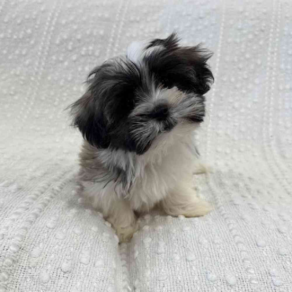 Image of a pet breed in the gallery