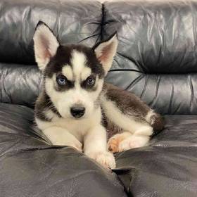 Husky