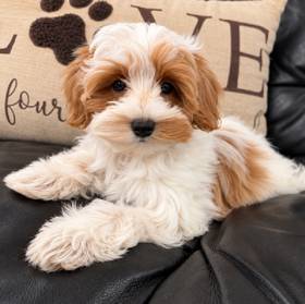 Maltipoo